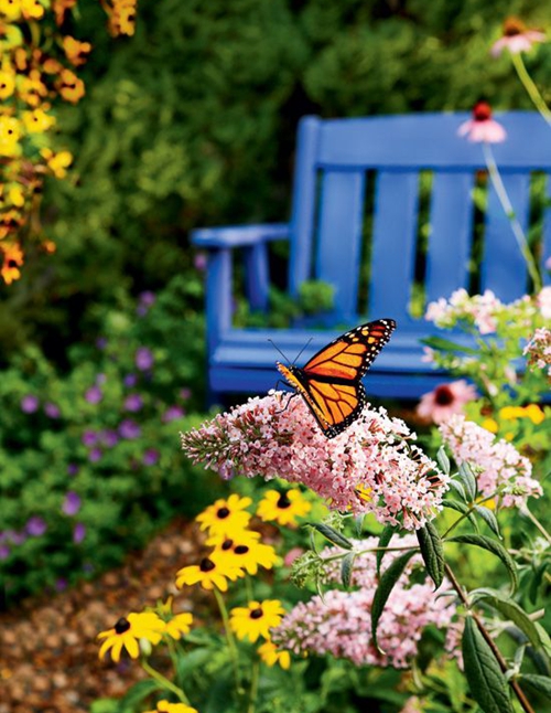 蜜源植物让花园成为蝴蝶圣殿