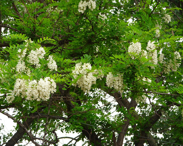 夏季观花植物