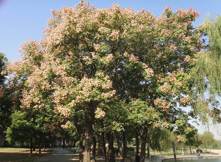 夏季观花植物