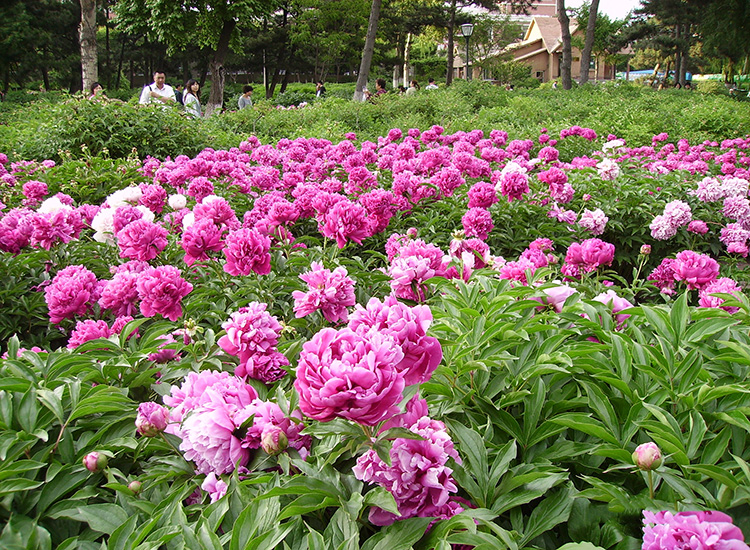 夏季观花植物