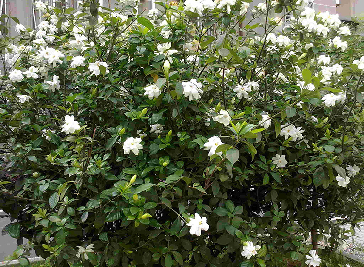 夏季观花植物