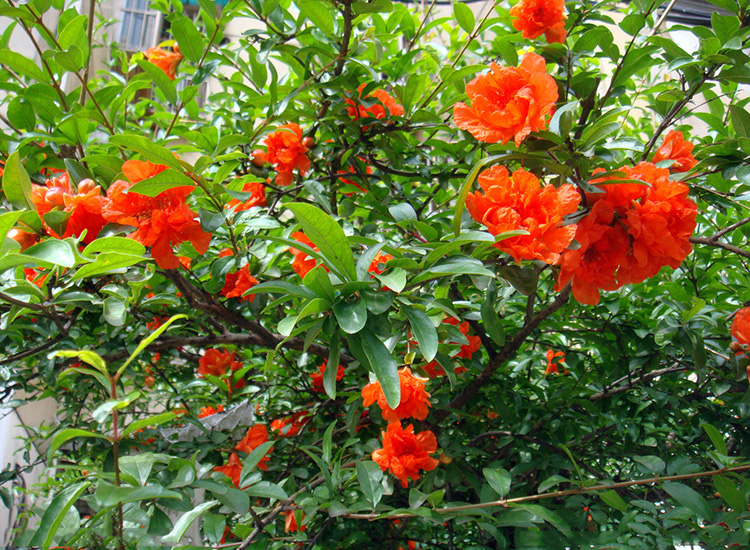 夏季观花植物