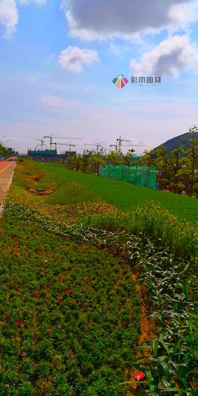 2017广东珠海城市道路绿化工程