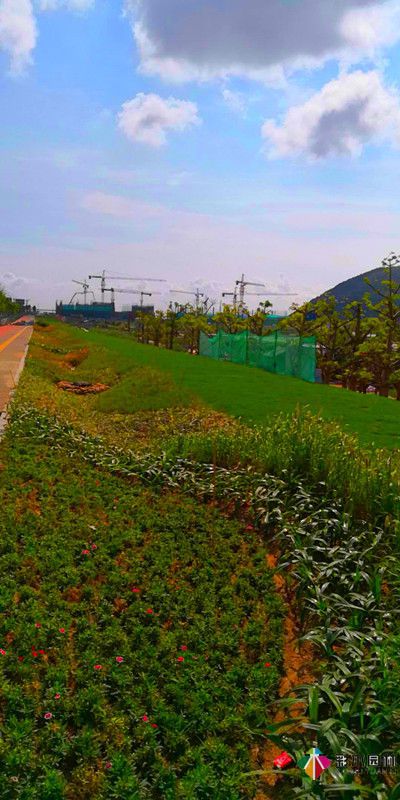 广东珠海海绵城市道路绿化工程