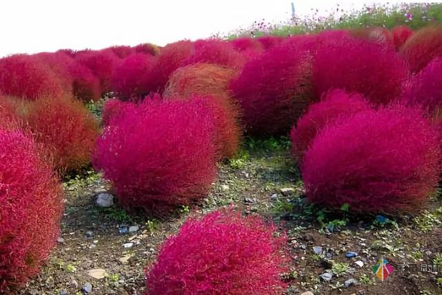 庭院花境园艺设计和植物搭配需要哪些要求?