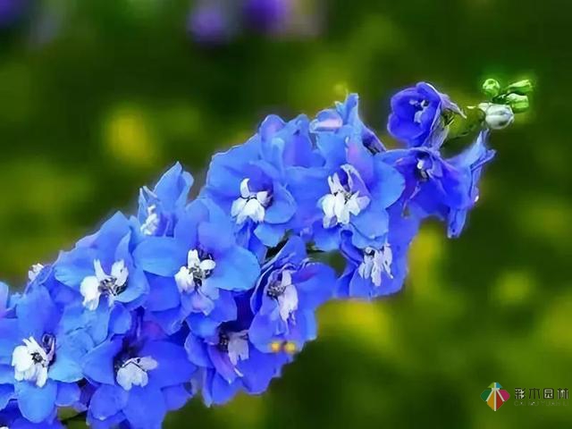 庭院花境园艺设计和植物搭配需要哪些要求?