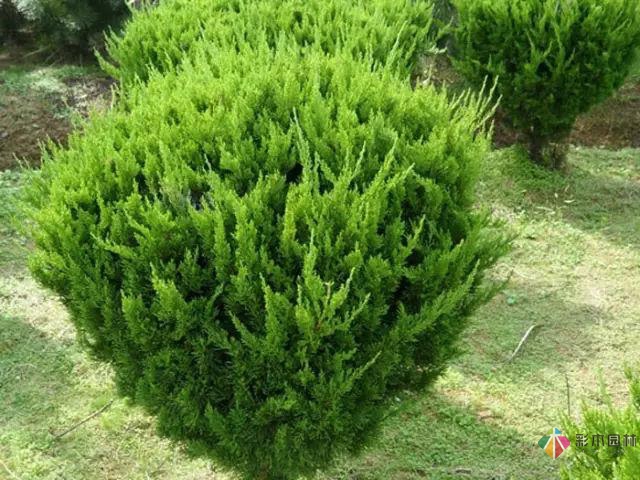 庭院花境园艺设计和植物搭配需要哪些要求?