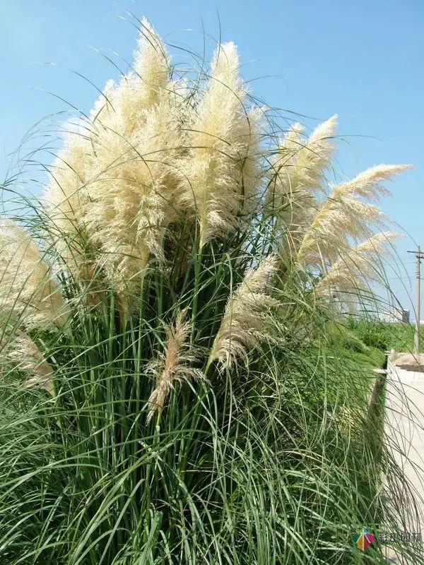 庭院花境园艺设计和植物搭配需要哪些要求?