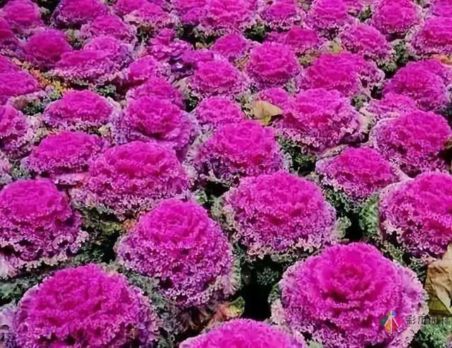 庭院花境园艺设计和植物搭配需要哪些要求?