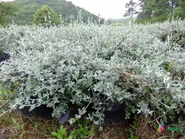 庭院花境园艺设计和植物搭配需要哪些要求?