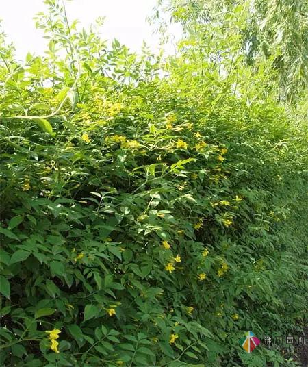庭院花境园艺设计和植物搭配需要哪些要求?
