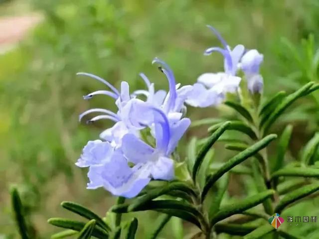 庭院花境园艺设计和植物搭配需要哪些要求?