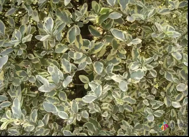 庭院花境园艺设计和植物搭配需要哪些要求?