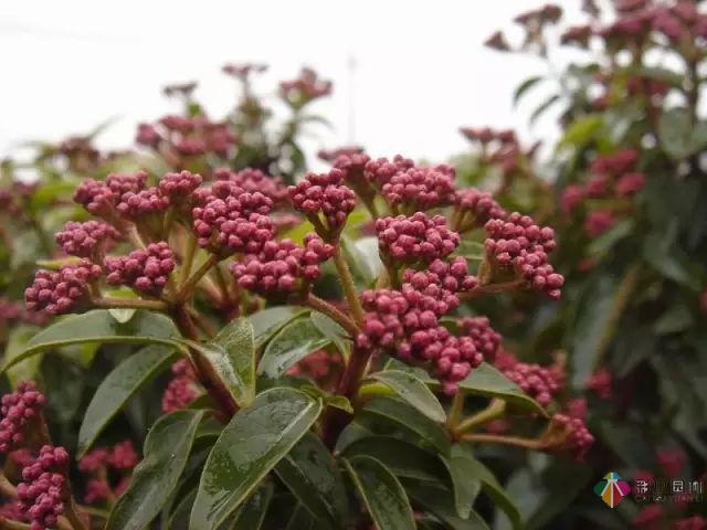 庭院花境园艺设计和植物搭配需要哪些要求?