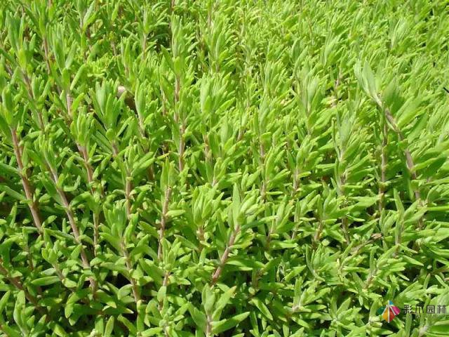 庭院花境园艺设计和植物搭配需要哪些要求?