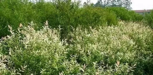 庭院花境园艺设计和植物搭配需要哪些要求?