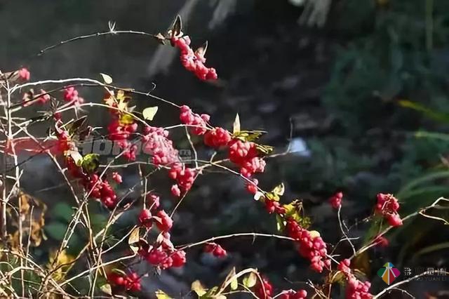 庭院花境园艺设计和植物搭配需要哪些要求?