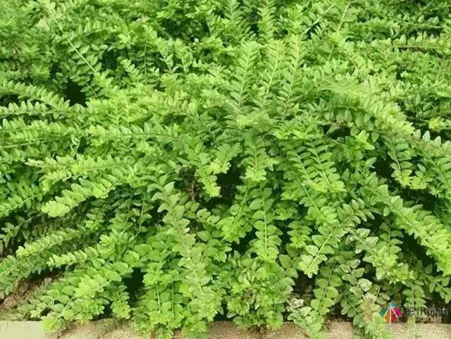 庭院花境园艺设计和植物搭配需要哪些要求?