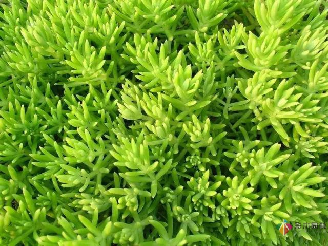 庭院花境园艺设计和植物搭配需要哪些要求?
