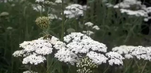 庭院花境园艺设计和植物搭配需要哪些要求?