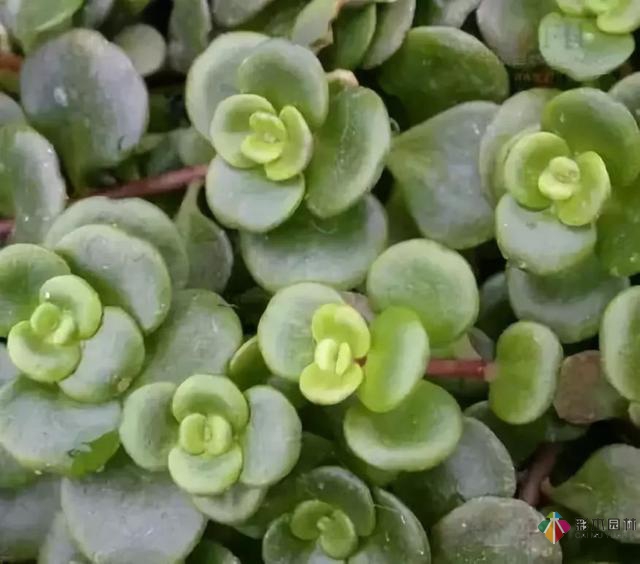 庭院花境园艺设计和植物搭配需要哪些要求?