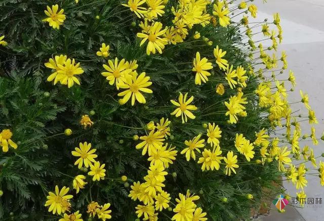 庭院花境园艺设计和植物搭配需要哪些要求?