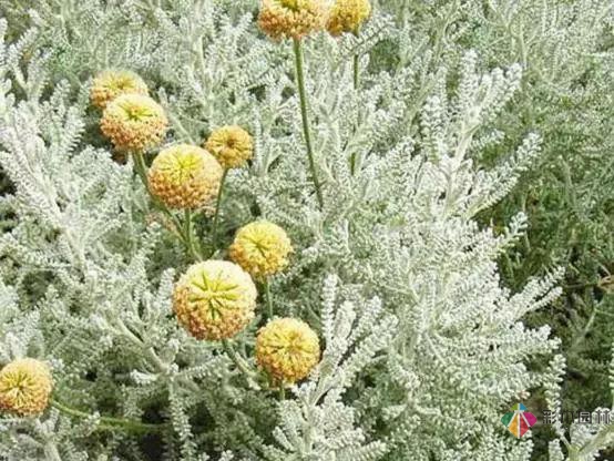 庭院花境园艺设计和植物搭配需要哪些要求?