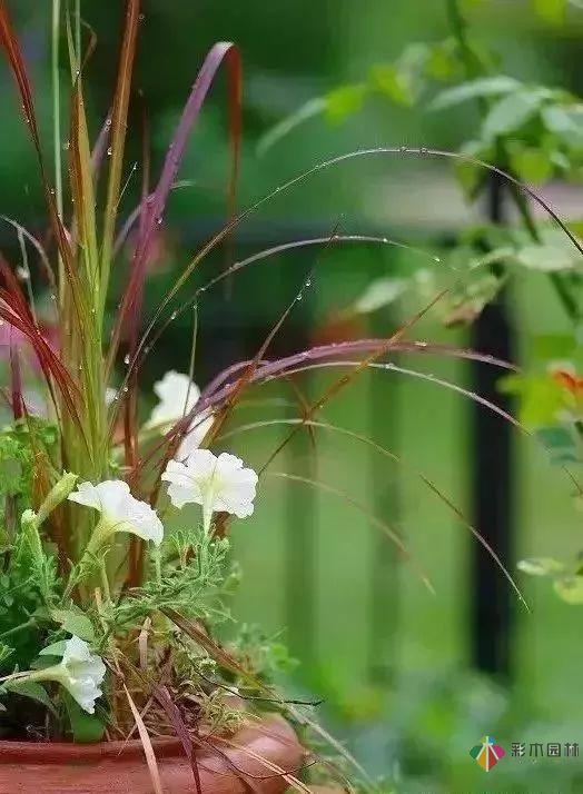 百搭的私家花园设计风格总结经验营造您的小花园