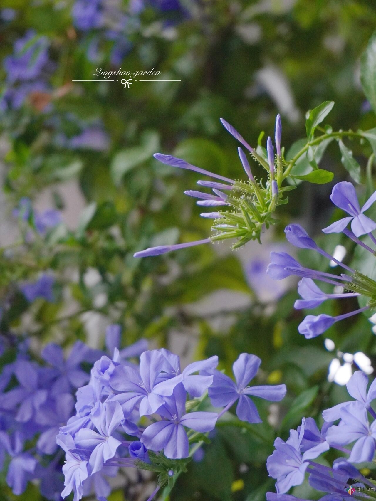 4㎡阳台花园改造，轻松打造背景花墙，享受种花乐趣。