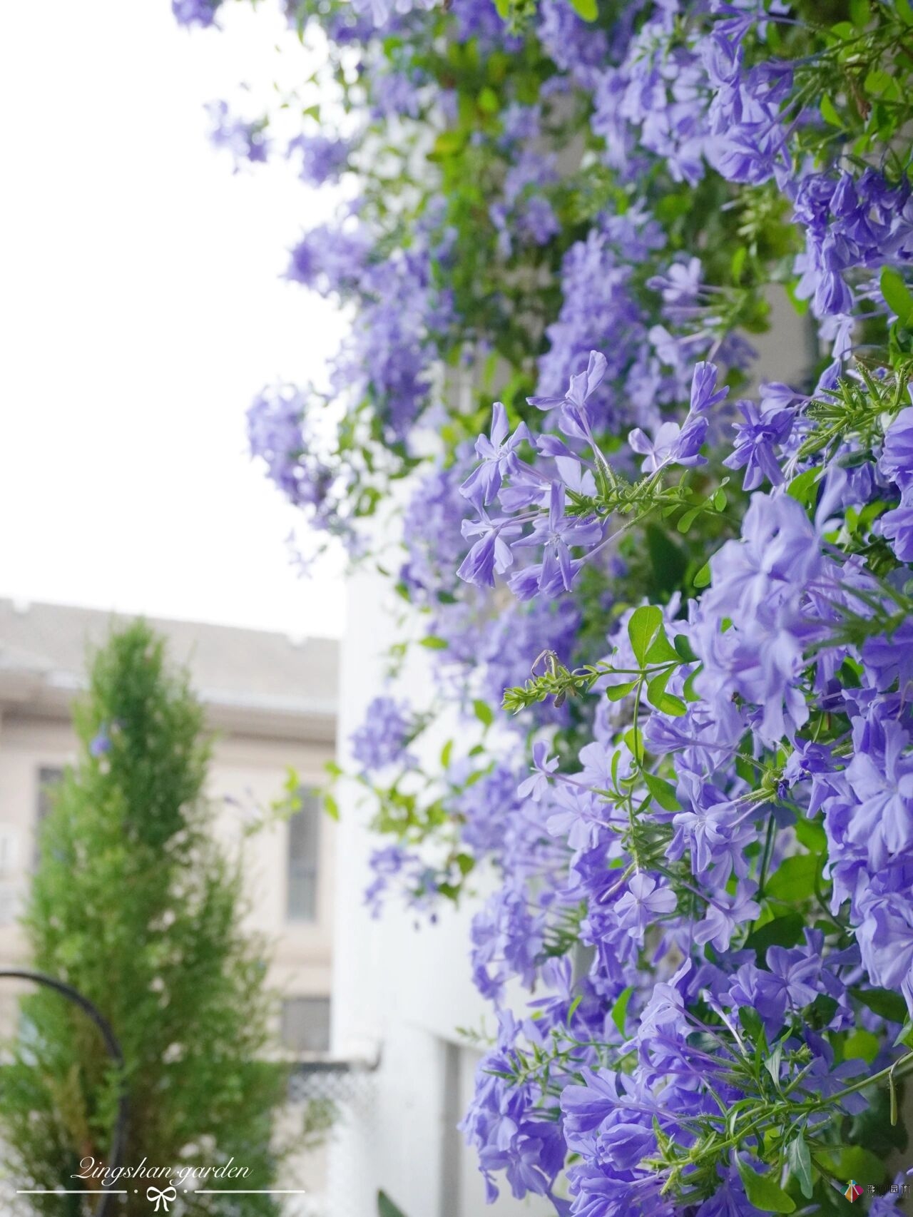 4㎡阳台花园改造，轻松打造背景花墙，享受种花乐趣。