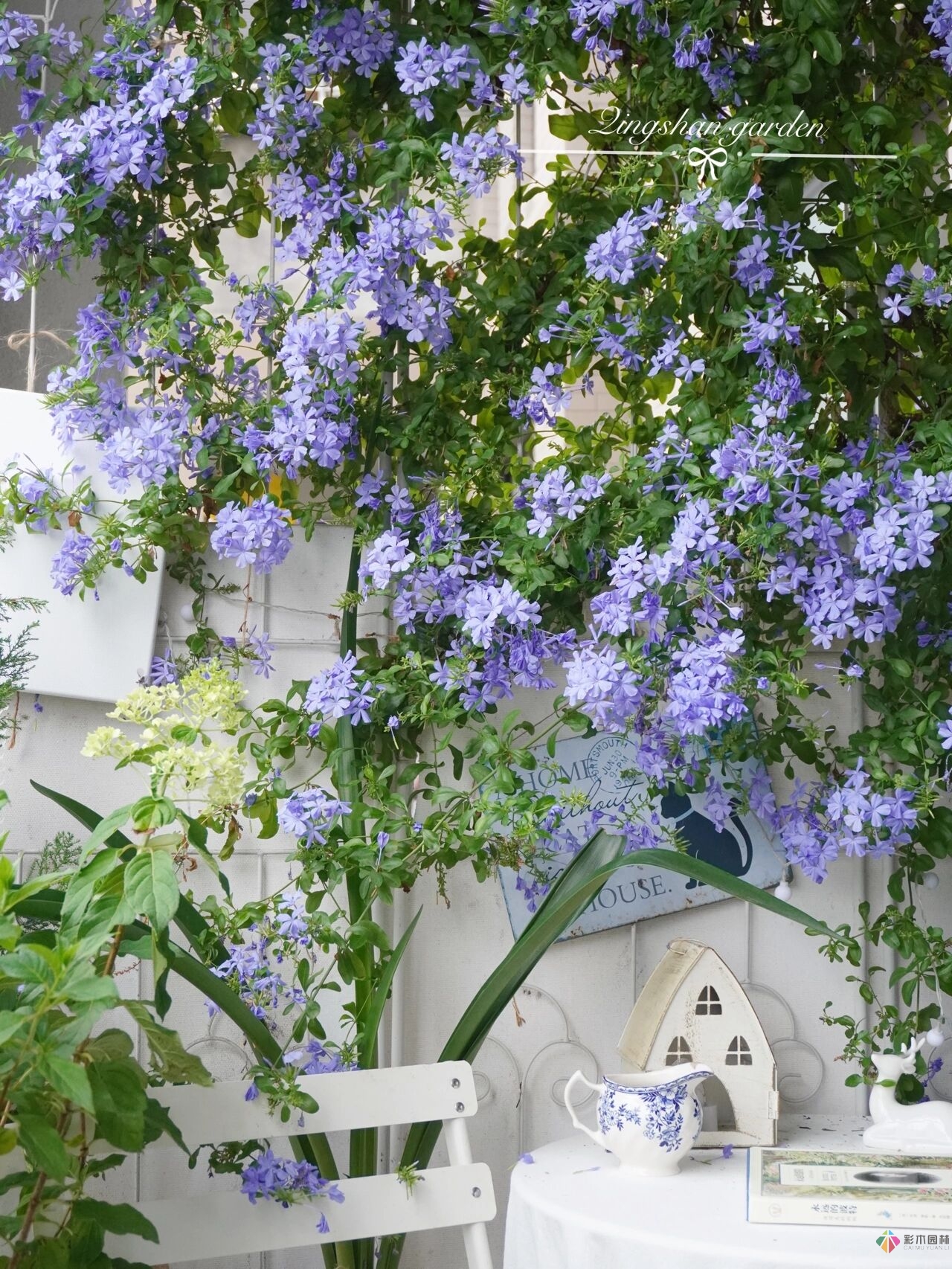 4㎡阳台花园改造，轻松打造背景花墙，享受种花乐趣。