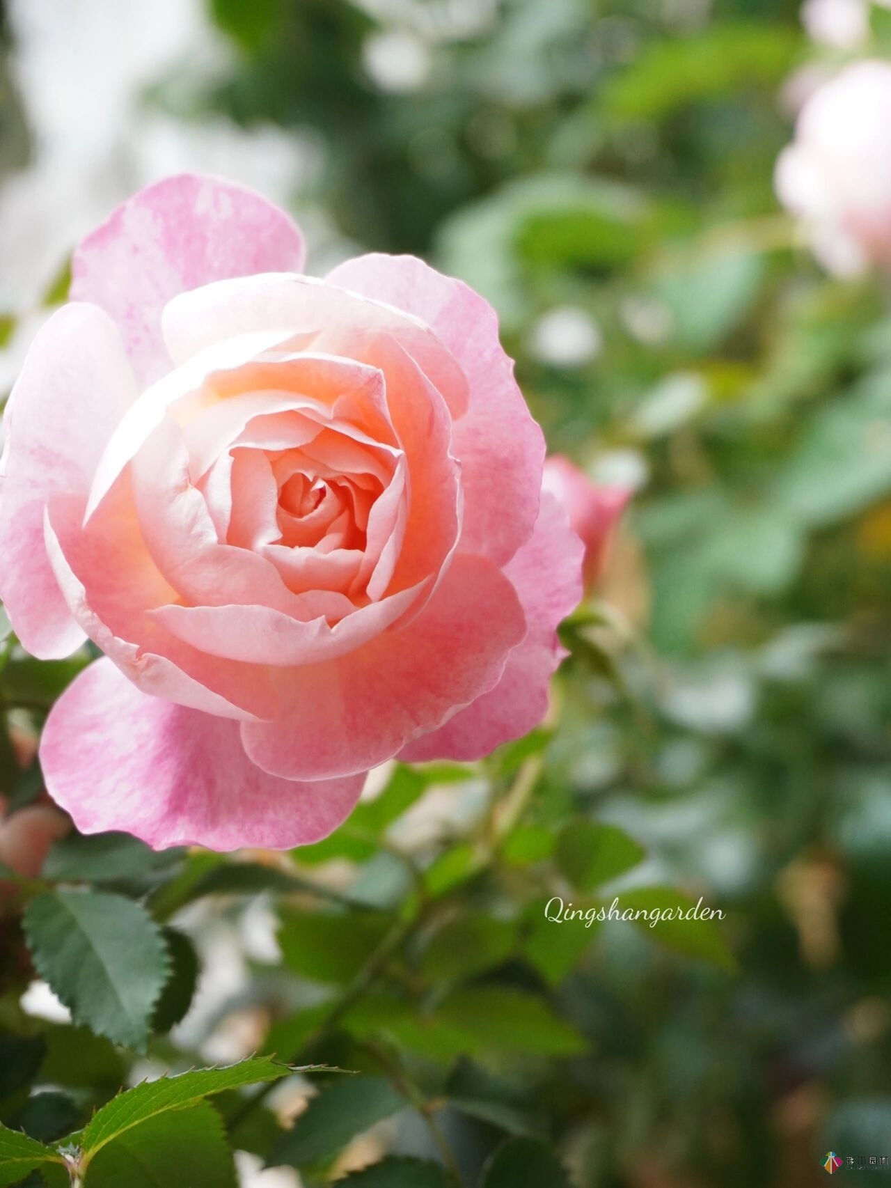 4㎡阳台花园改造，轻松打造背景花墙，享受种花乐趣。