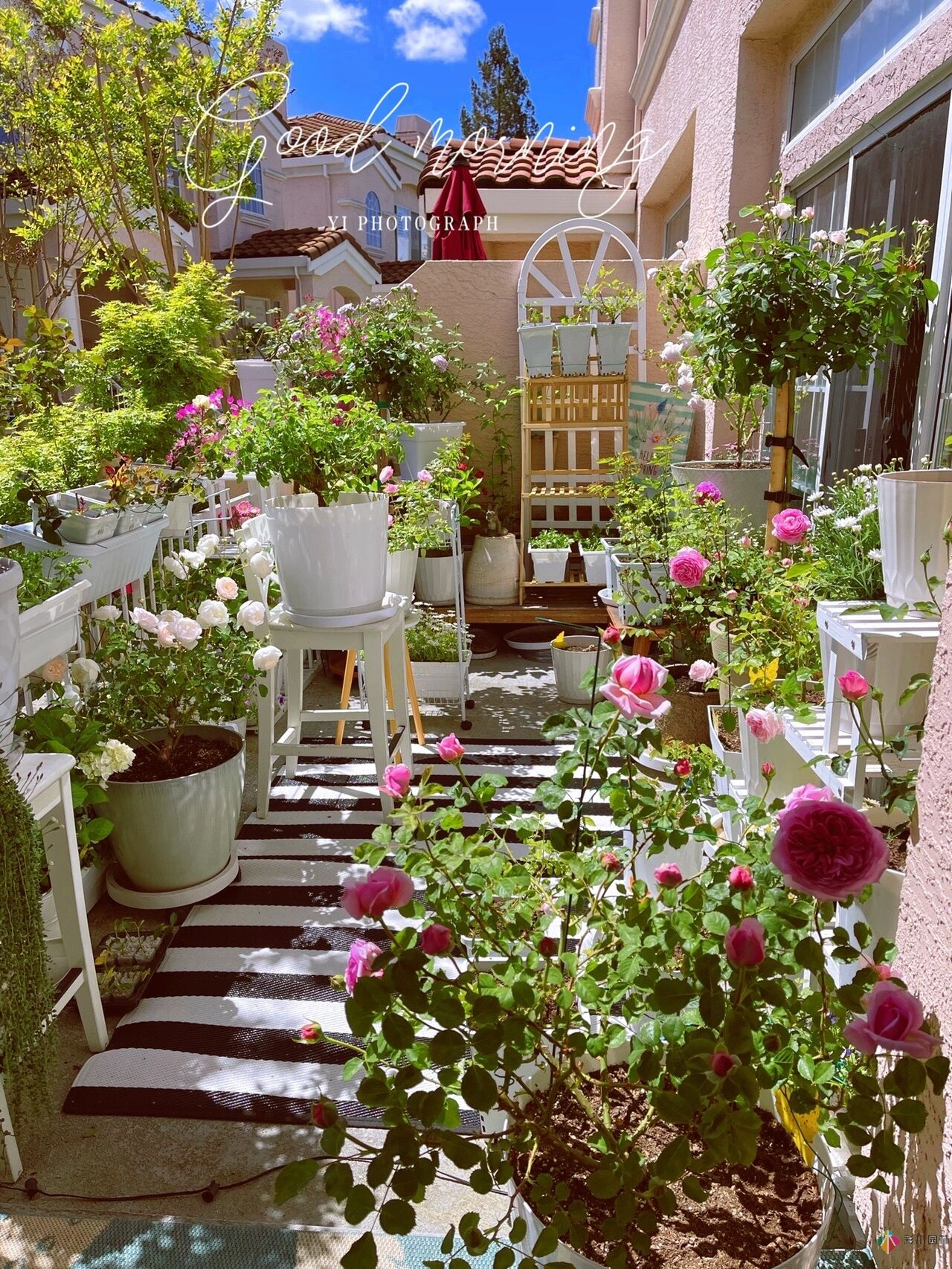 80㎡迷你阳台，小疗系花园，70盆花，美不胜收。