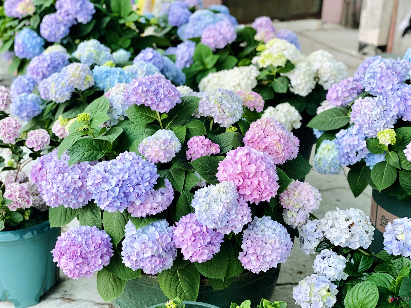 30㎡复式露台，种花种草打造“sky 花园”，折腾了一年多，