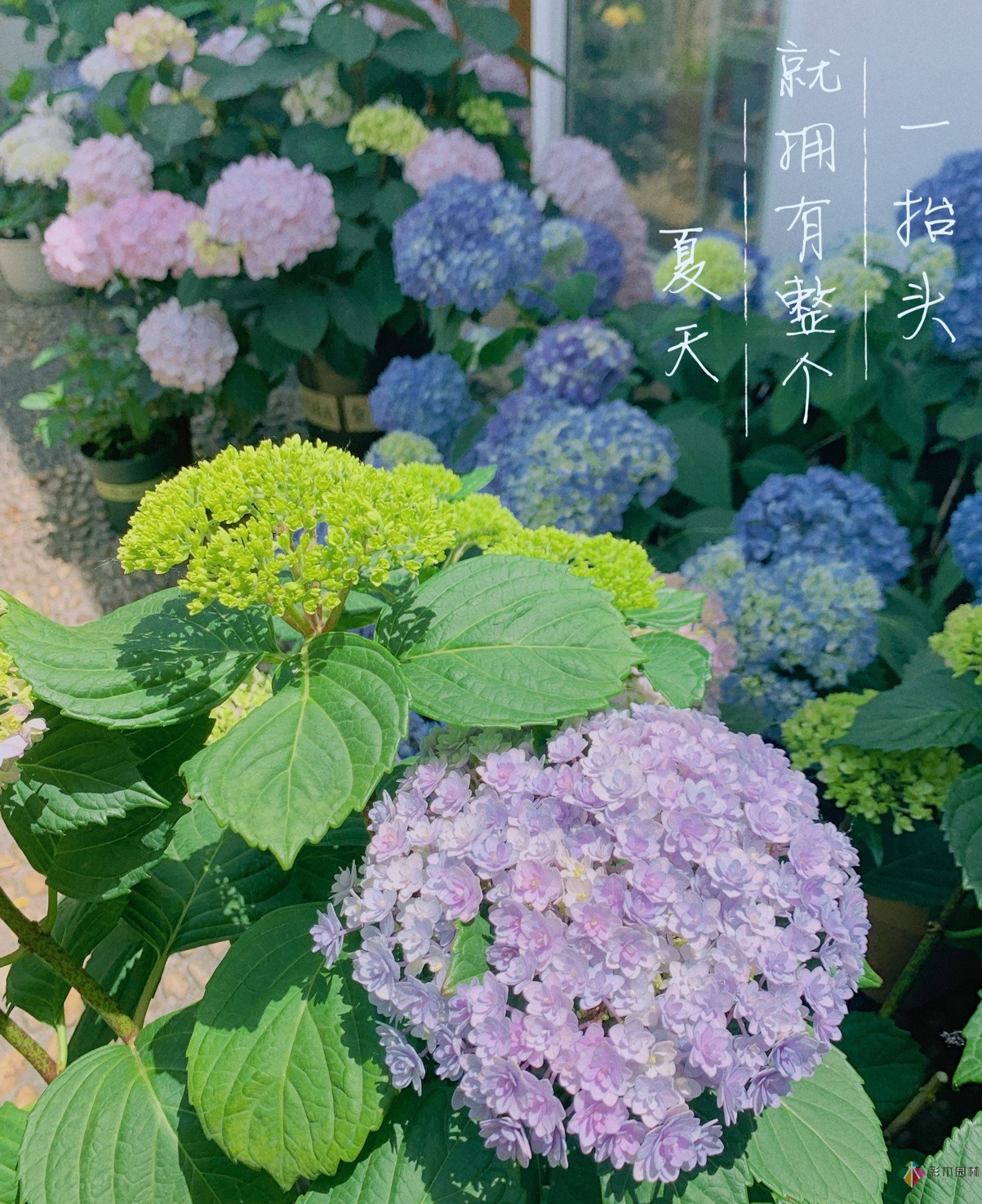 30㎡复式露台，种花种草打造“sky 花园”，折腾了一年多，