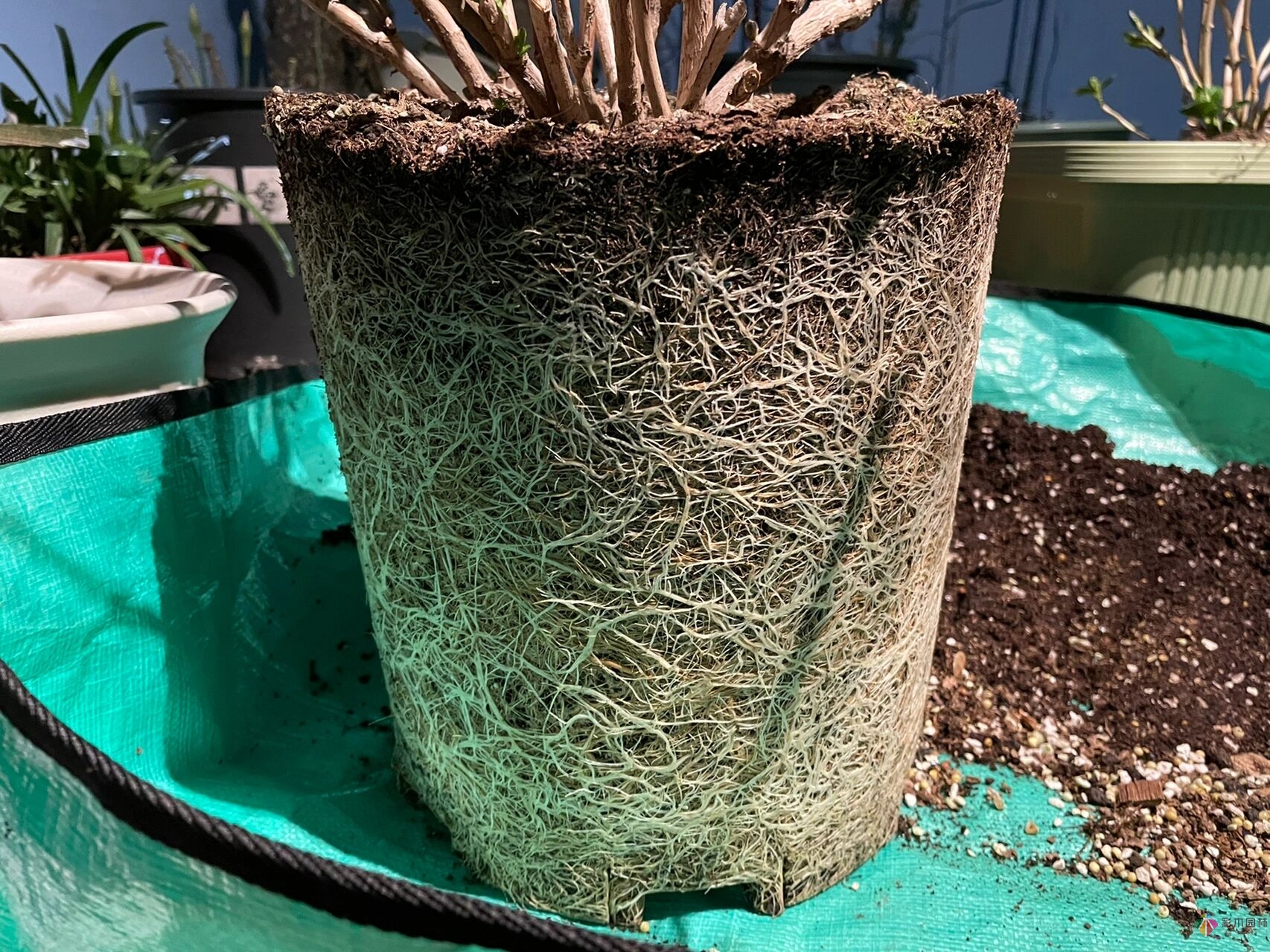 30㎡复式露台，种花种草打造“sky 花园”，折腾了一年多，
