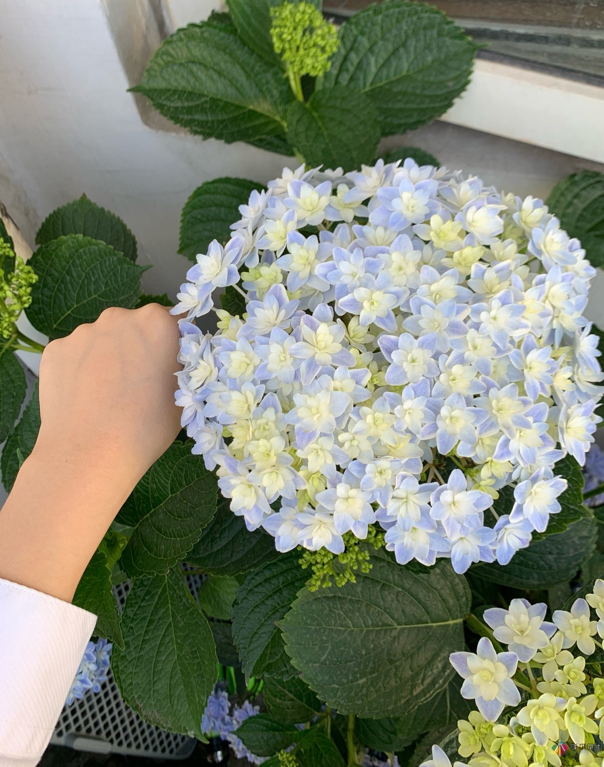 30㎡复式露台，种花种草打造“sky 花园”，折腾了一年多，
