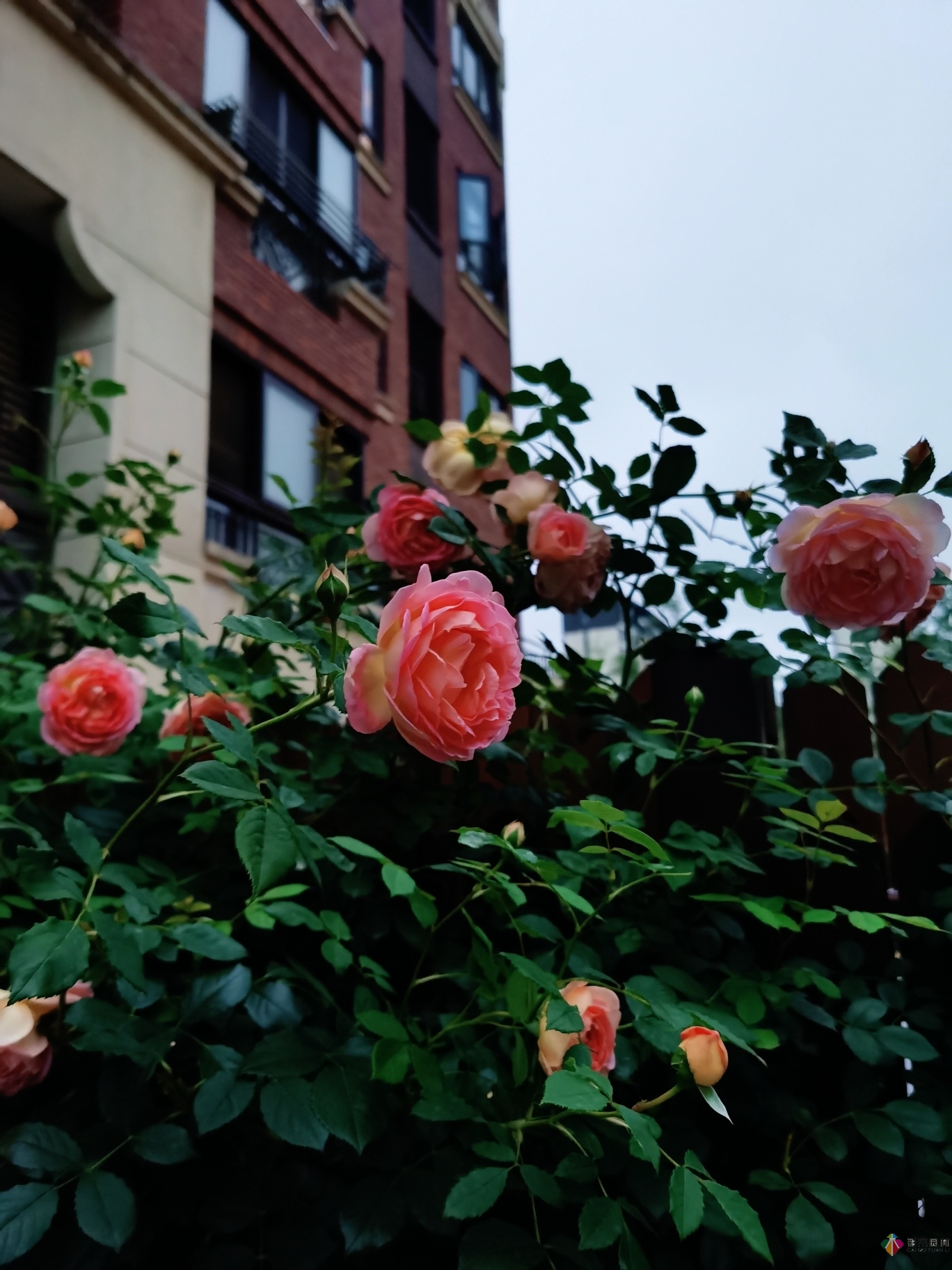 不顾父母反对,买了一层110㎡的院子,自己一个人折腾成花园。就这么治好了。