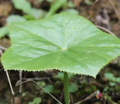 别墅花园设计里六角莲怎样养