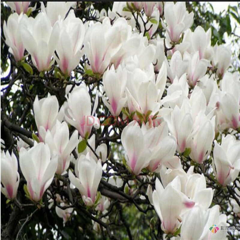 5种春季开花树木，种上几株在花园里，春天将不再遗憾
