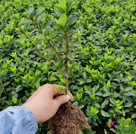 关于花园植物购买的5个小建议